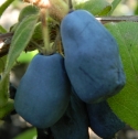 2012-07-30 Indigo Gem berries on bush x.jpg